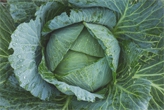 Cabbage (all types)