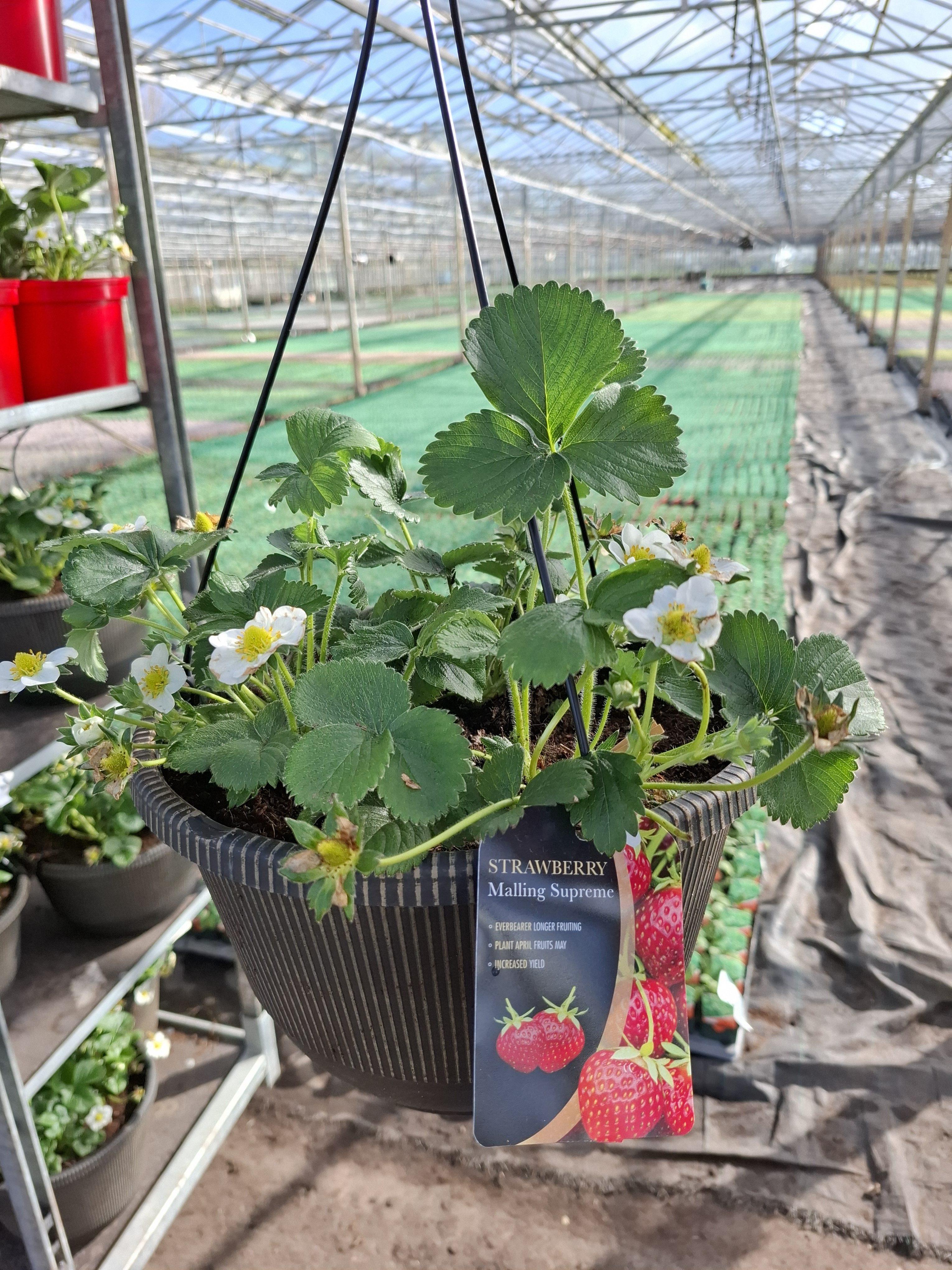 Supreme Strawberries - New for 2026!