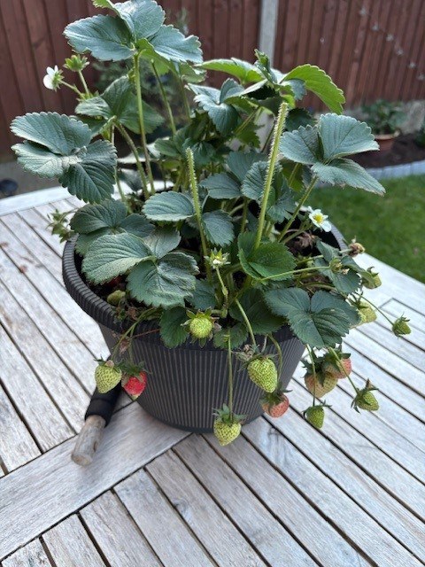 New Product for 2026 - Strawberry Malling Supreme!