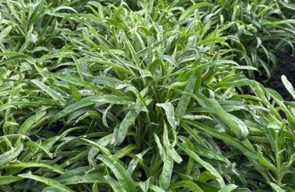 Wallflower-Field-3.jpg