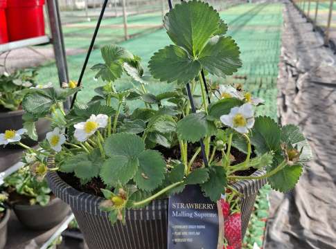 Supreme Strawberries - New for 2026!